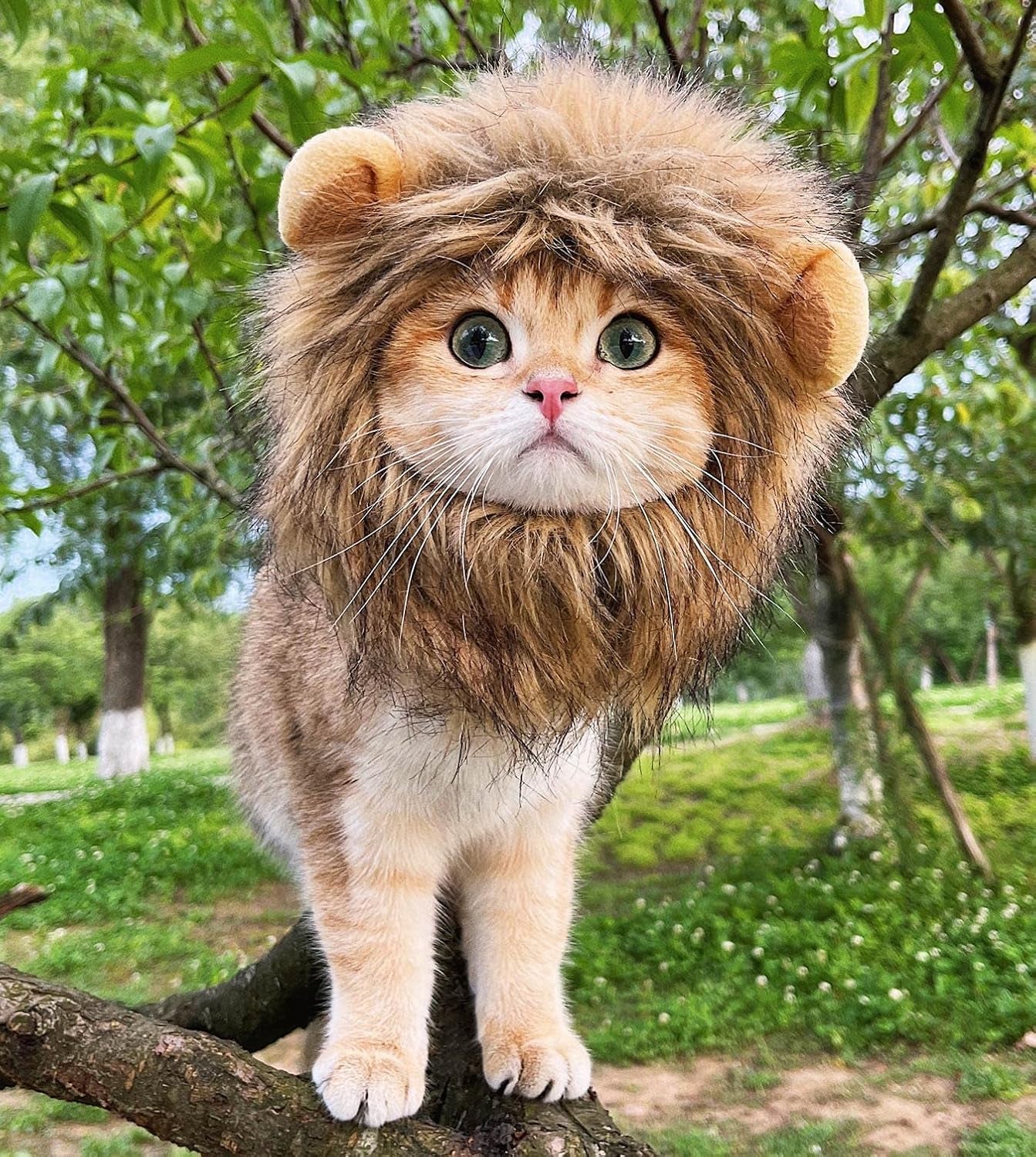 NOVA Kittens