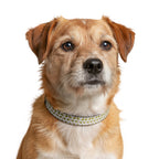 Happy Avocado | Clip Collar